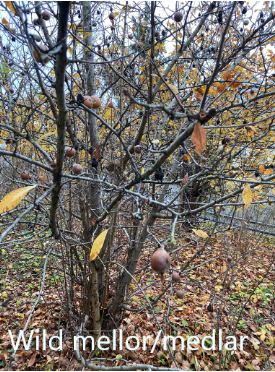 Text_on_Photos_11_11_2022_8_55_53_AM