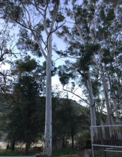 eucalyptus